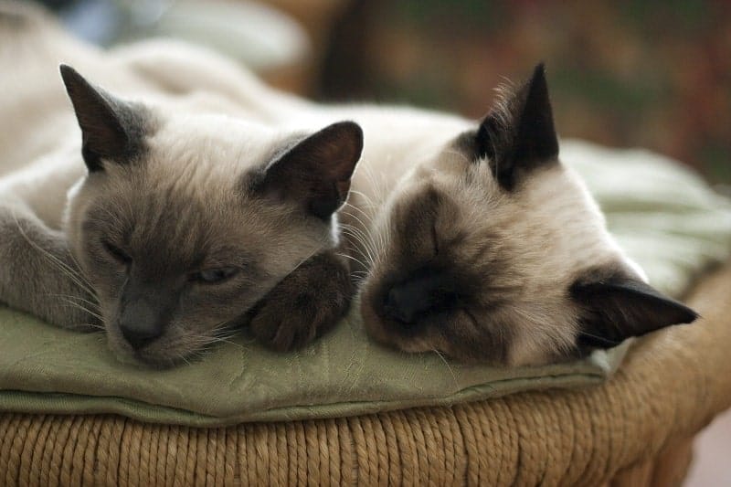 Siamese Cats