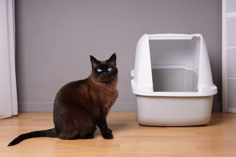 Siamese cat beside litter box