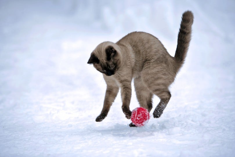 Siamese chocolate point playing with red ball in snow