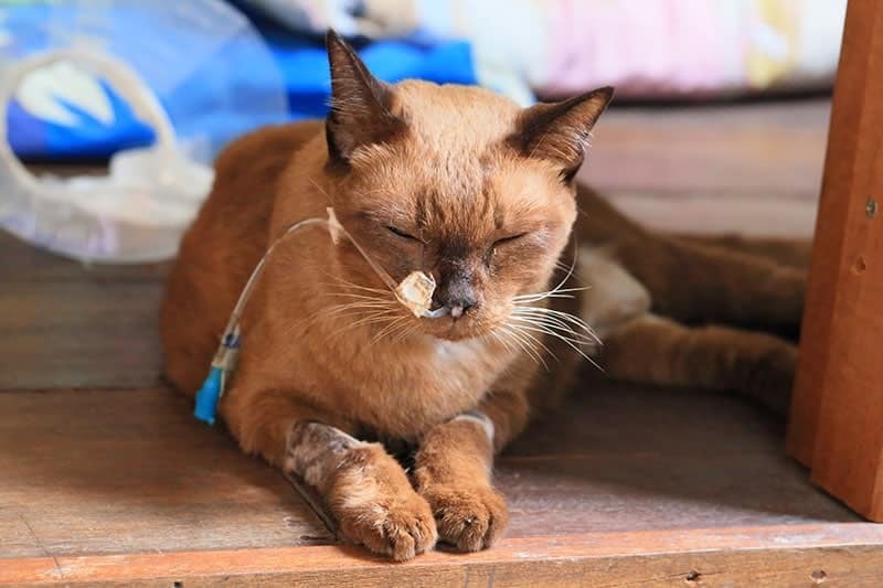 Siamese-elder-cat-sick-with-cancer-has-a-feeding-food-tube-attached-to-its-nose-to-stomach