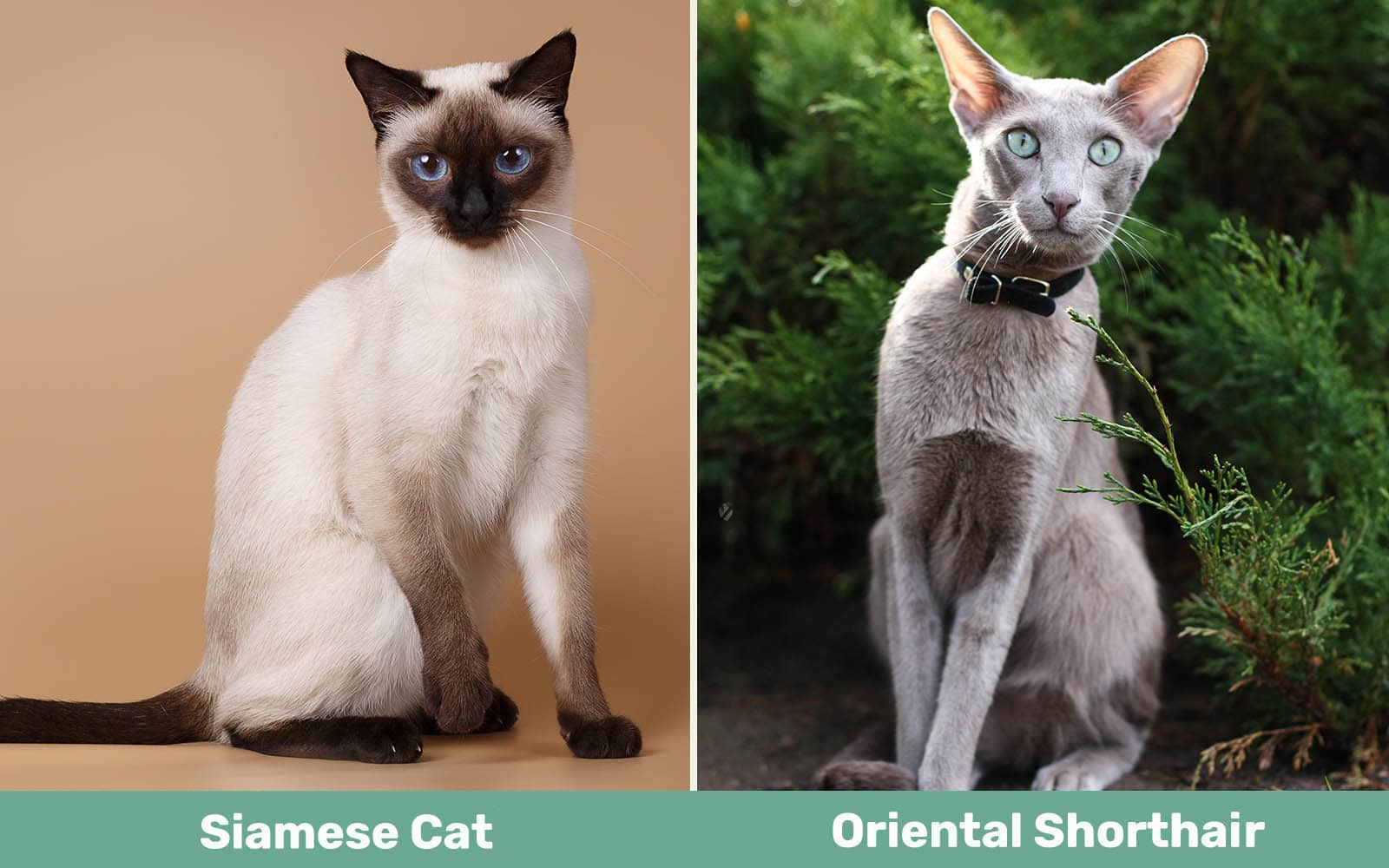 Siamese vs Oriental Shorthair side by side