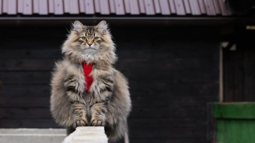 Siberian Cat Outdoor