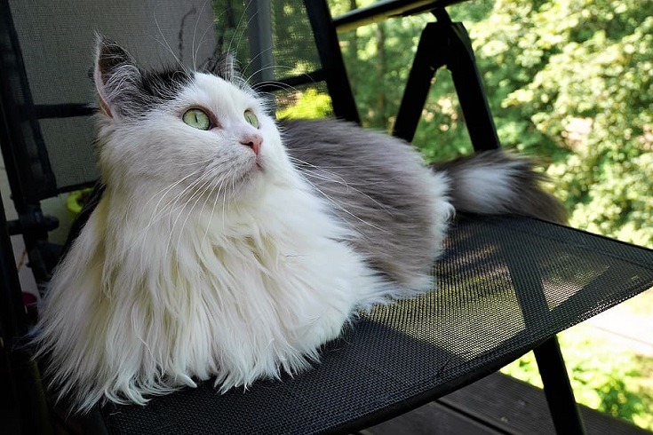 Siberian Cat on a chair