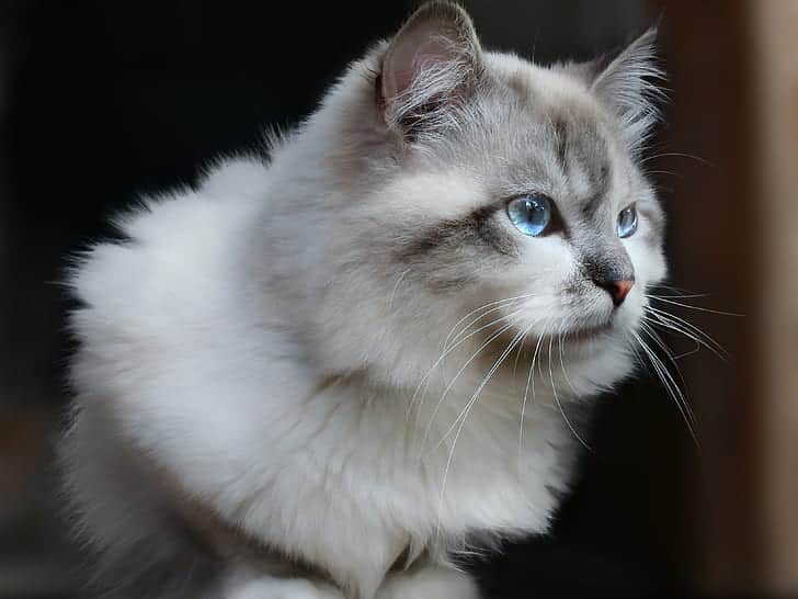 Siberian Cat with ear furnishing