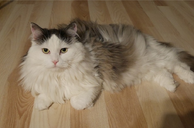 Siberian Cat