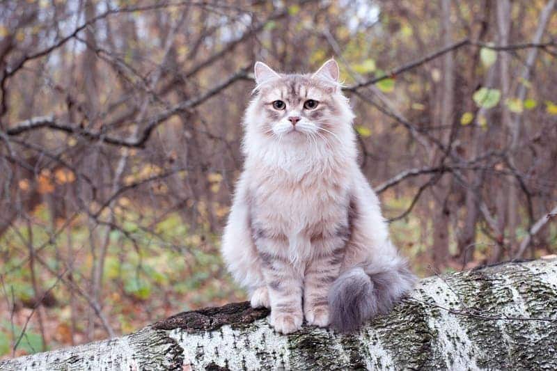 Siberian Cat