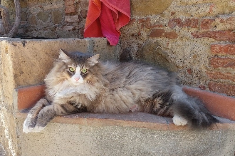 Siberian Sitting