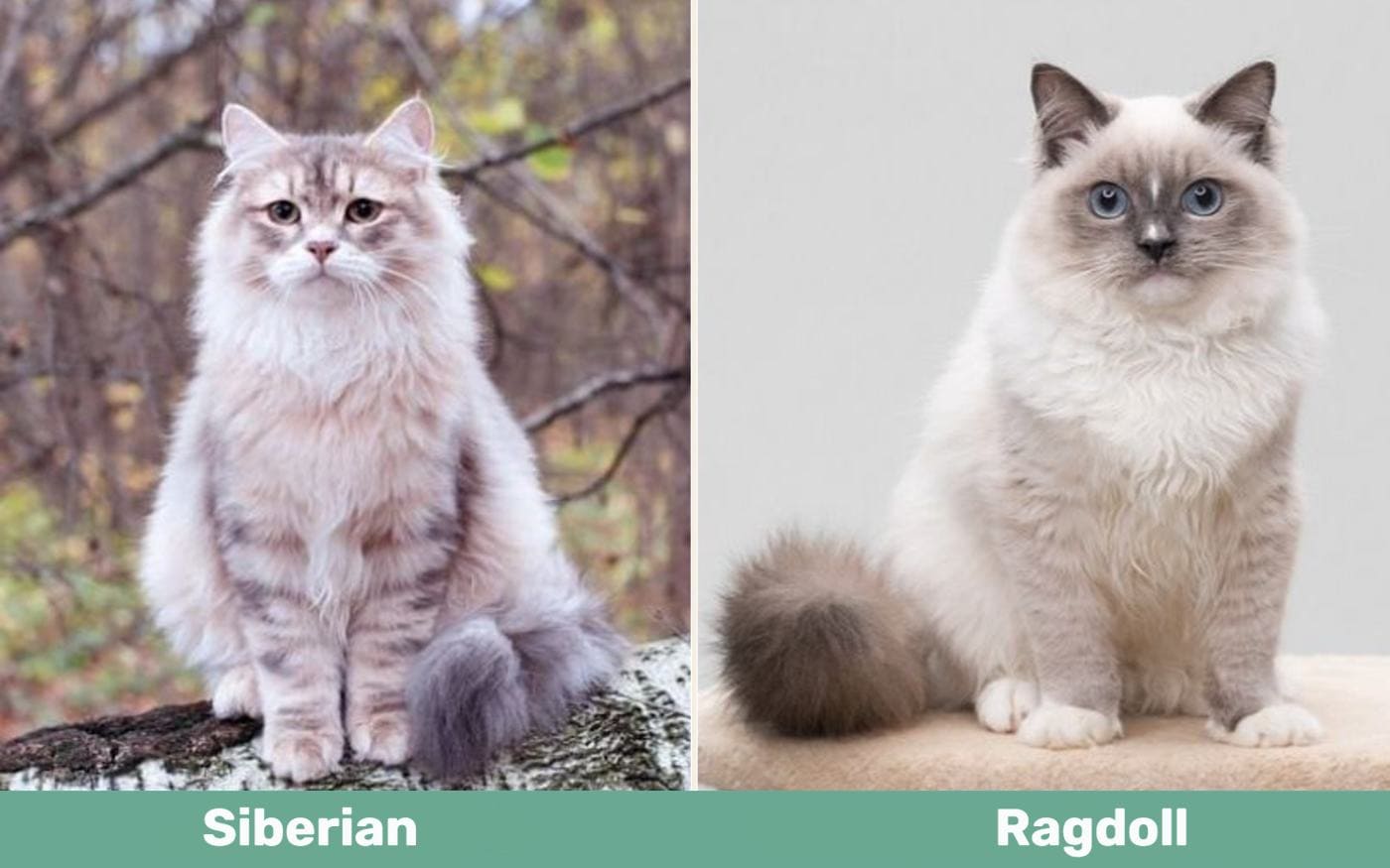 Siberian vs Ragdoll