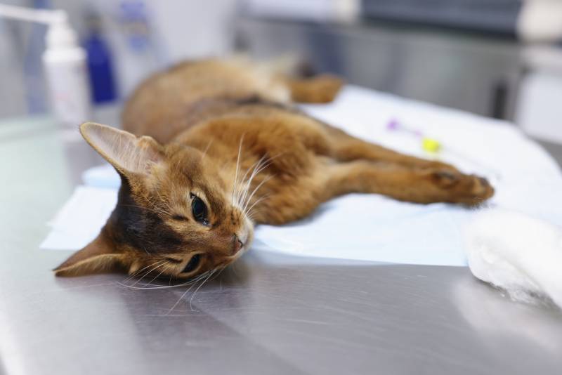 Sick-cat-on-operating-table-in-veterinary-office