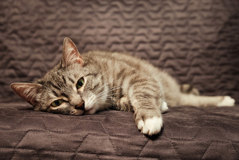 sick sad cat lying on the bed