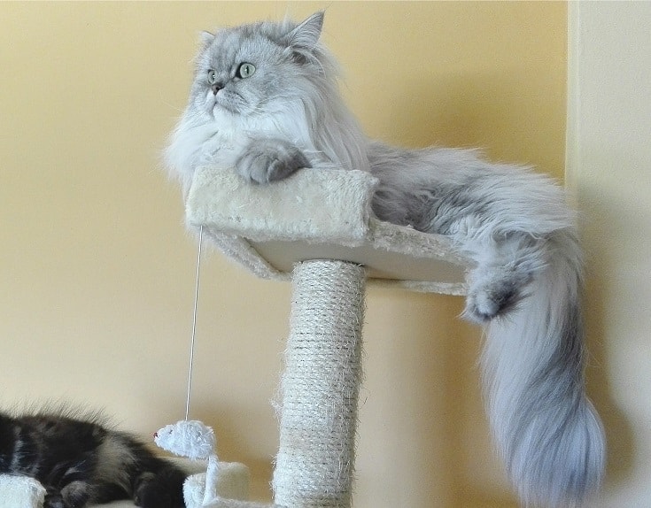 Silver Shaded Chinchilla Persian Cat