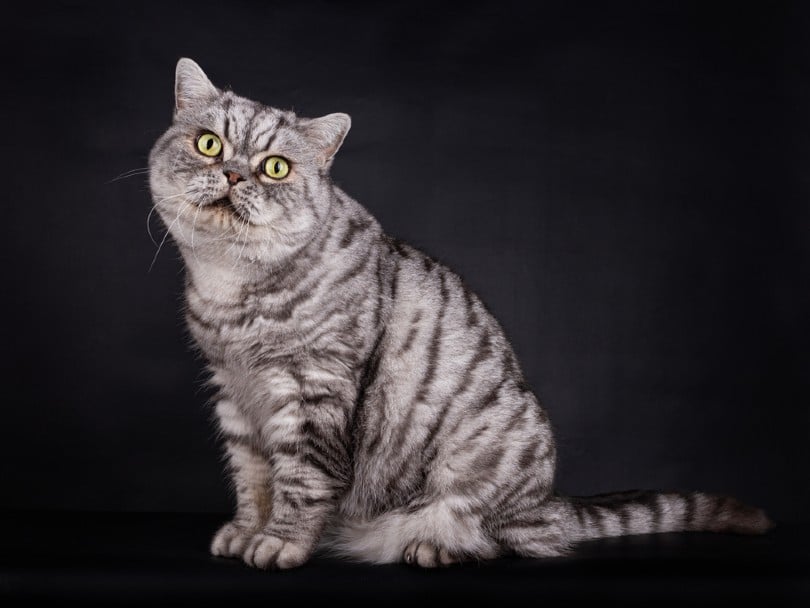 Silver Tabby British Shorthair TomCat sitting in a black background