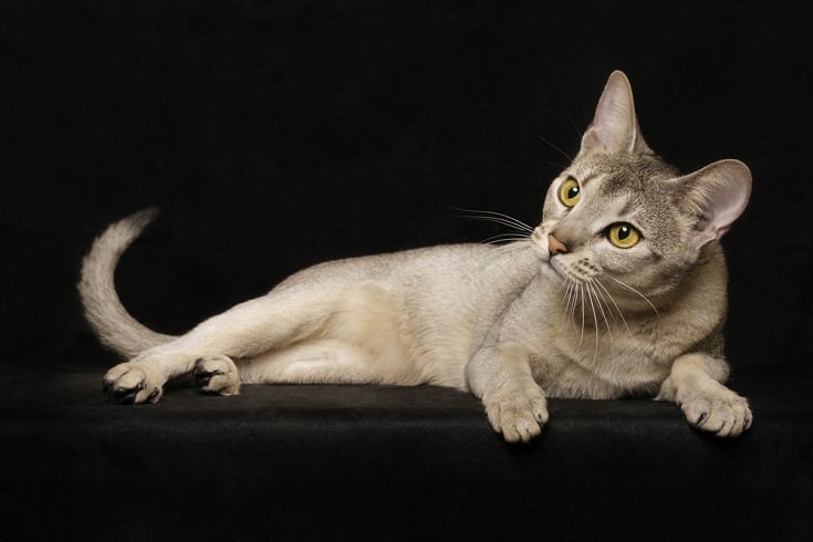 Silver abyssinian cat