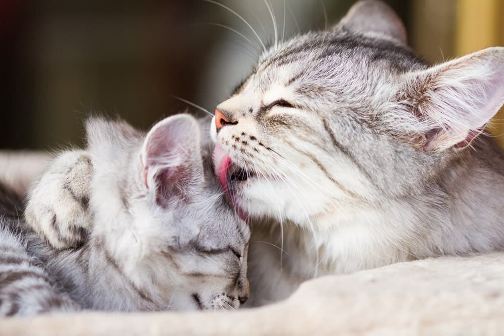 Silver Siberian cat grooming her kitten