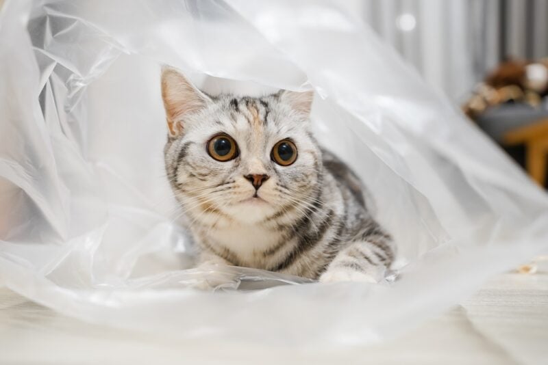 Why Does My Cat Lick Plastic Bags? 10 Common Reasons Catster