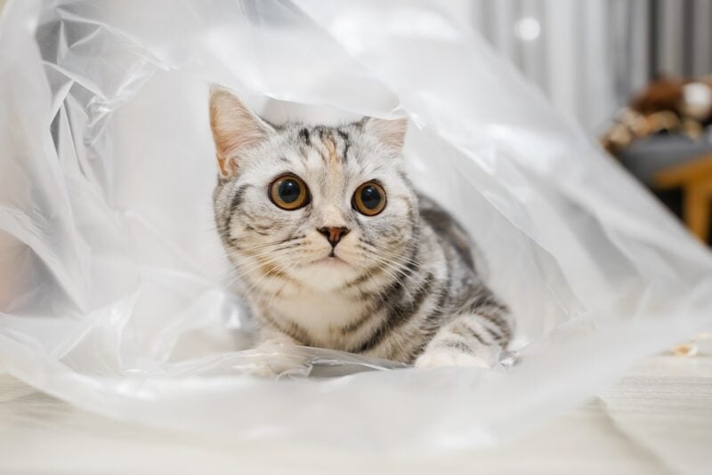 Silver tabby Scottish Straight cat playing clear plastic bag