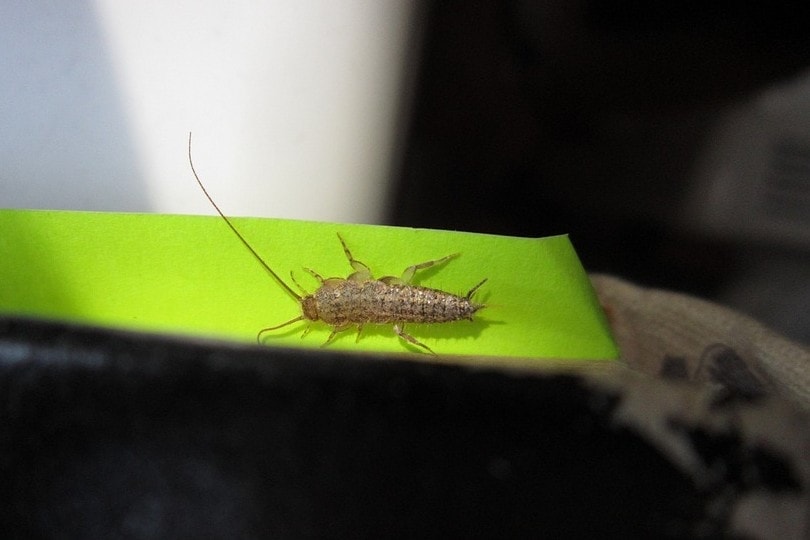 Silverfish on green paper