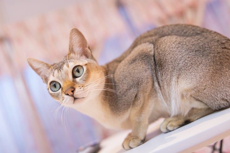 Cats breeds with big sales eyes