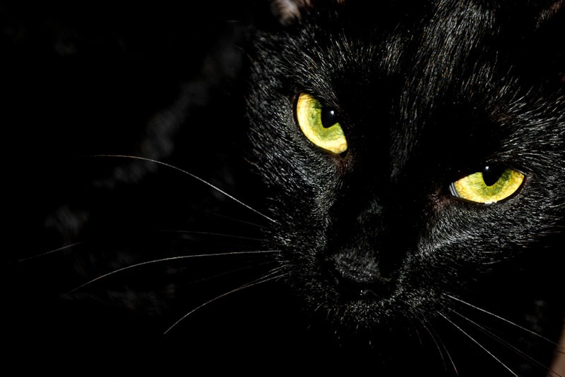 Sinister looking black cat
