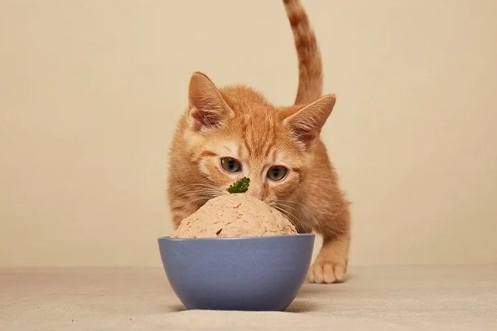 Smalls human grade fresh food bowl with kitten