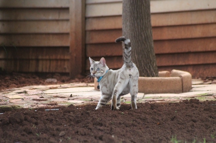 Snow Bengal Cat