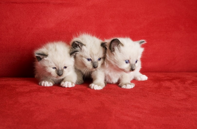 Snowshoe Lynx Point Siamese kittens_Brenda Carson_shutterstock