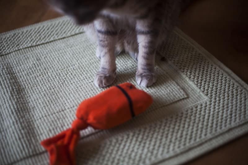 Sock Fish Cat Toy by kitty clysm
