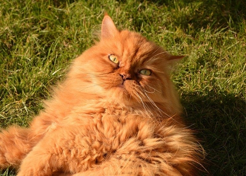 Solid Red Persian