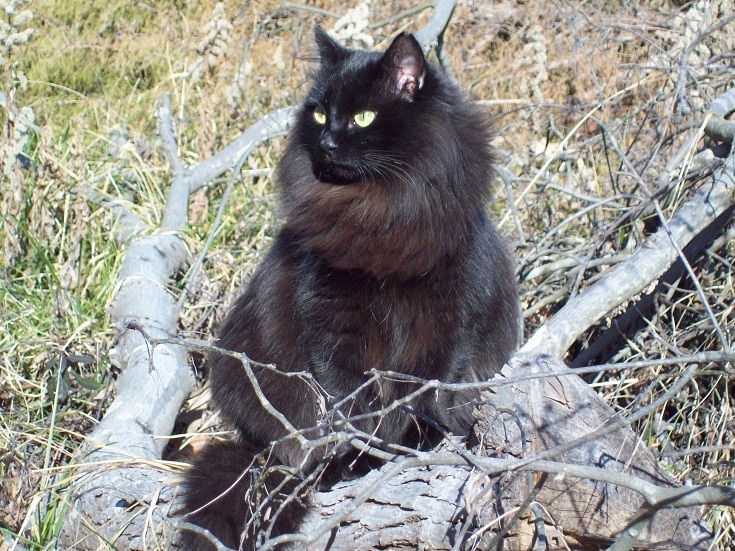 Solid Siberian Cat Color