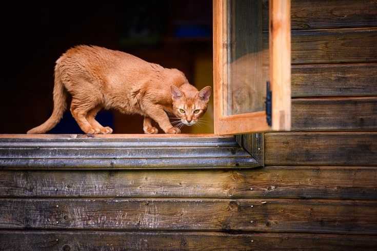 Sorrel abyssinian cat