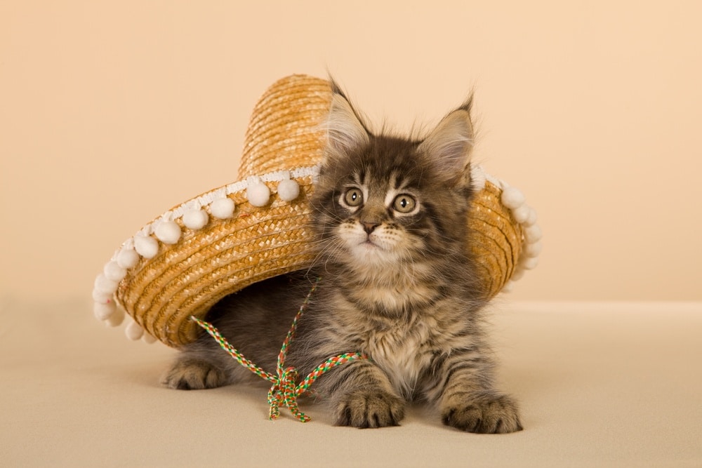 Cat with sombrero