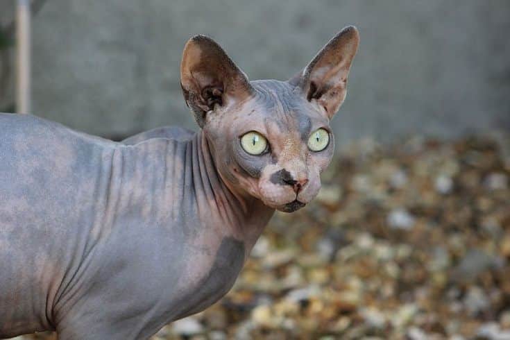 Sphynx