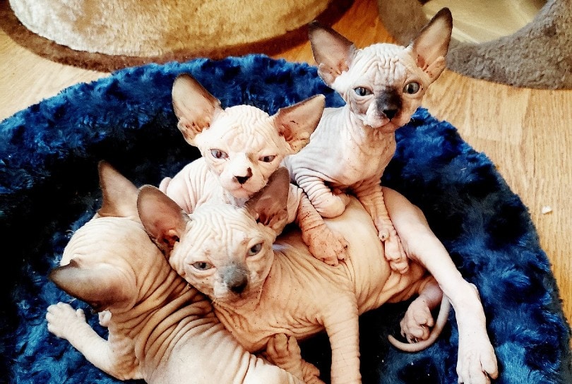 Sphynx kittens on cat sofa
