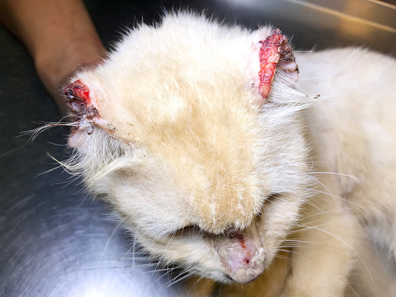 Squamous Cell Carcinoma Cat