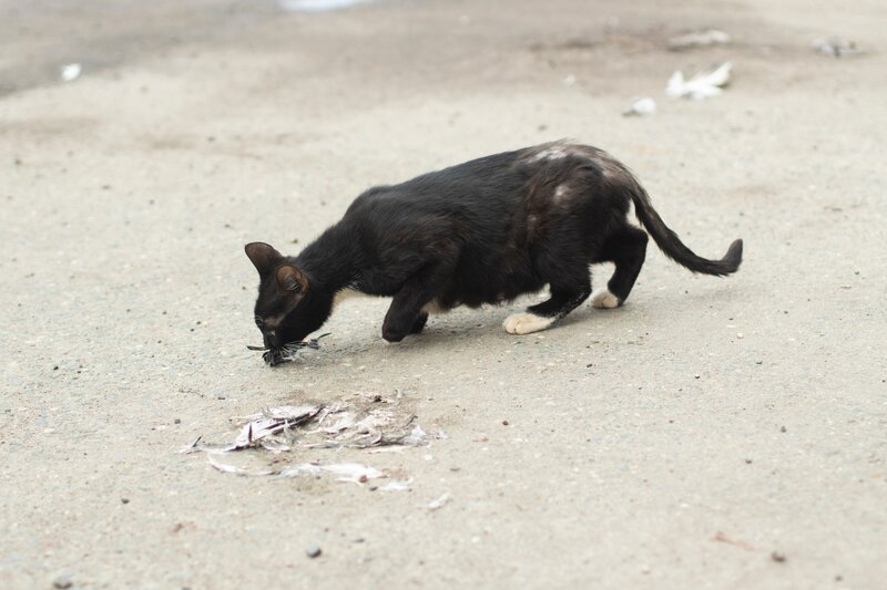 Stray cat eating trash, cat lost hair in back and tail, parasites