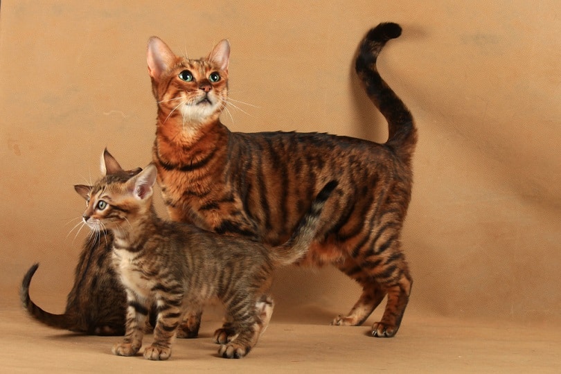 Striped cat of Toyger breed_Elena Kutepova_shutterstock