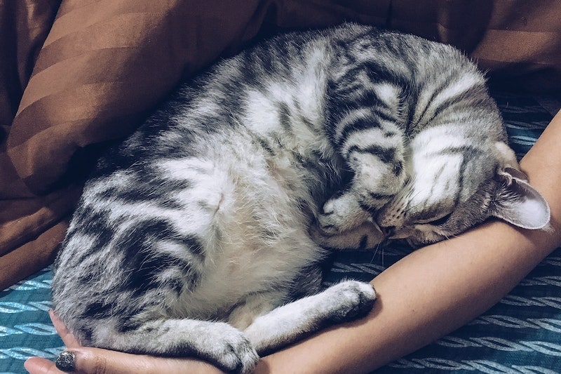 Striped gray cat sleeping beside woman