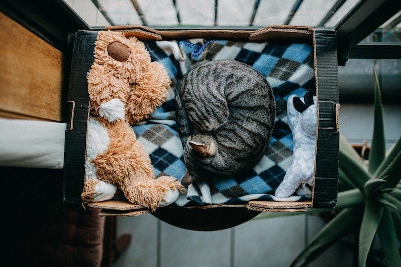 Striped grey cat curled up in bed