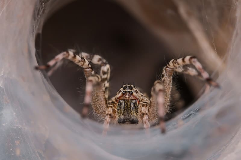 Super macro of Lawn Wolf Spider