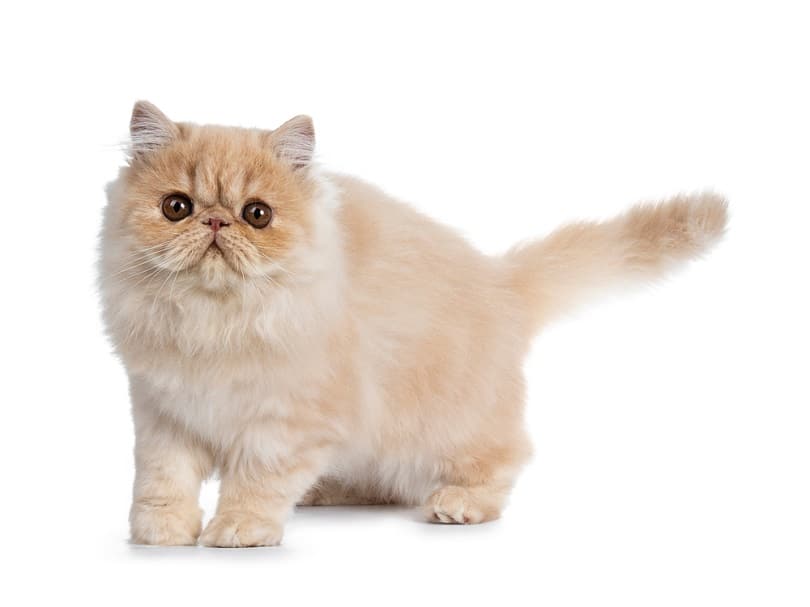 Sweet cream smoke Persian cat kitten_Nynke van Holten_shutterstock