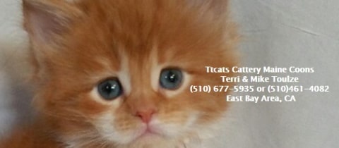 TTCats Logo