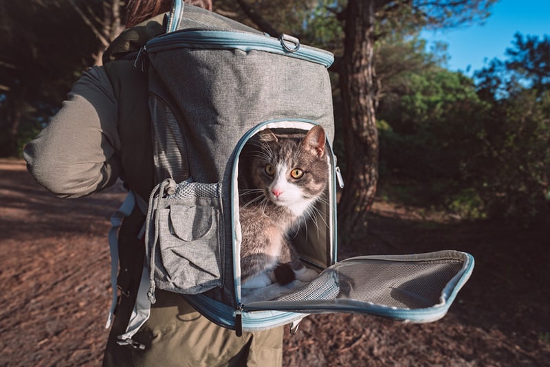 Tabby Cat in Bag Cat Carrier