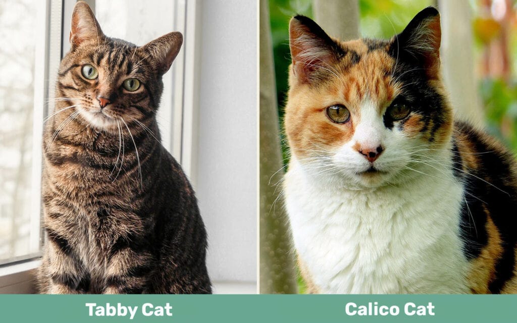 Tabby Cat vs Calico Cat side by side