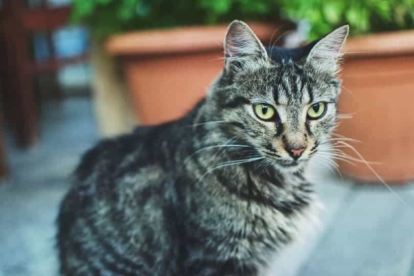 How Much Do Turkish Angora Cost In 2024? Complete Price Guide Catster