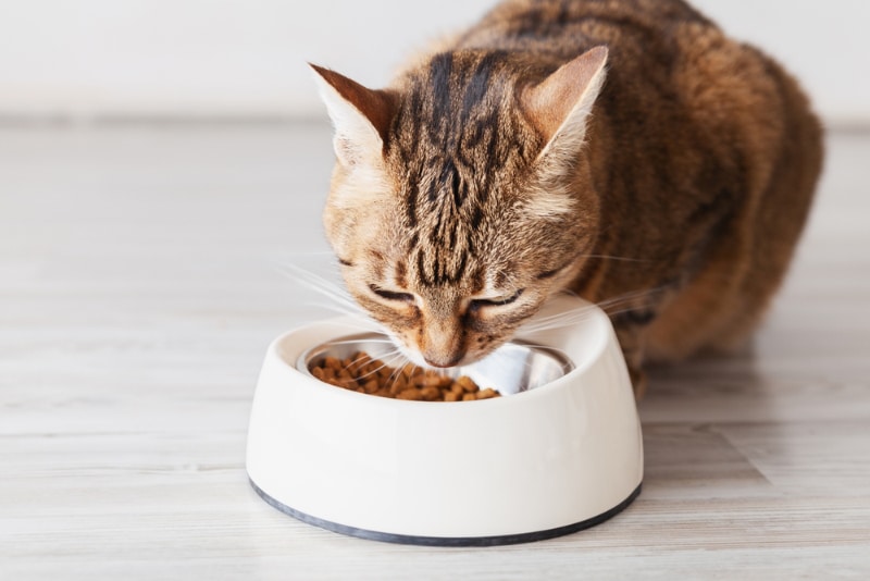 Tabby cat eating food from white bowl