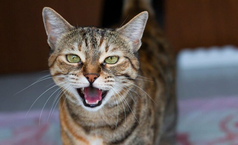 Tabby-cat-meows-with-its-mouth-open