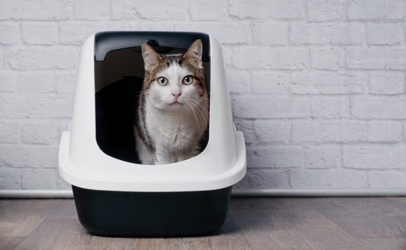 Tabby cat sitting in a litter box