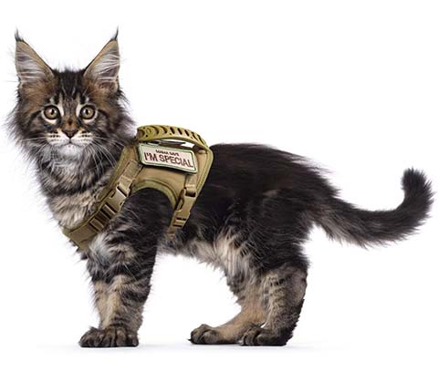 Tactical Cat Harness Pet Vest