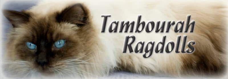 Tambourah Ragdolls