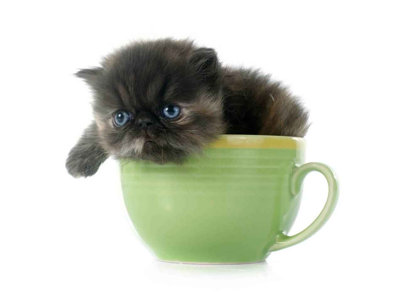 Teacup Persian Cats